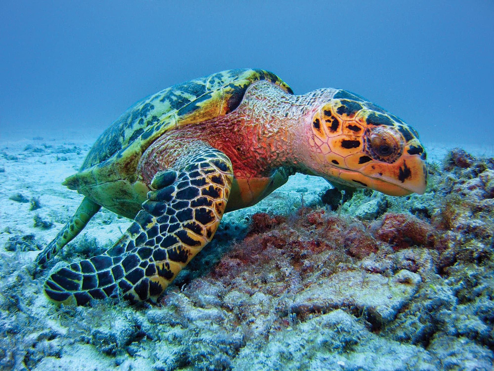 Underwater Wonders in the Caymans | Cruising World