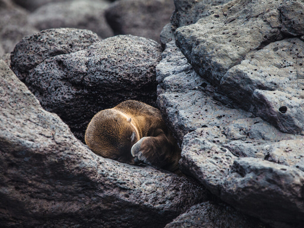 Sea lion sleeping