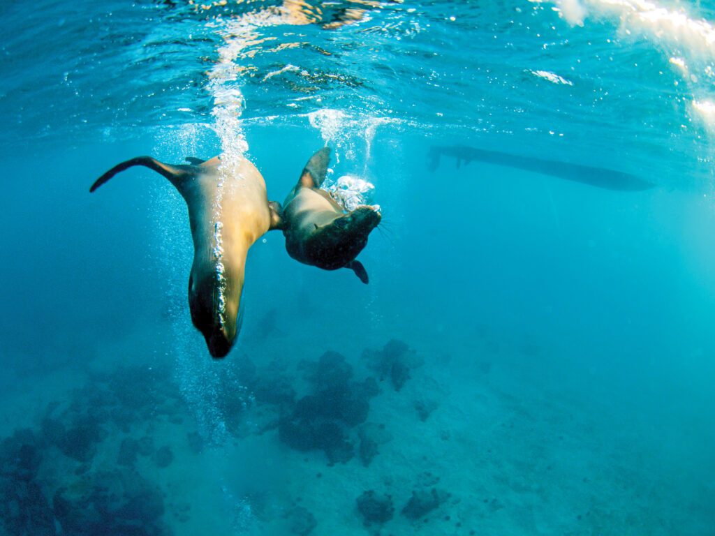 sea lions in the pacific ocean