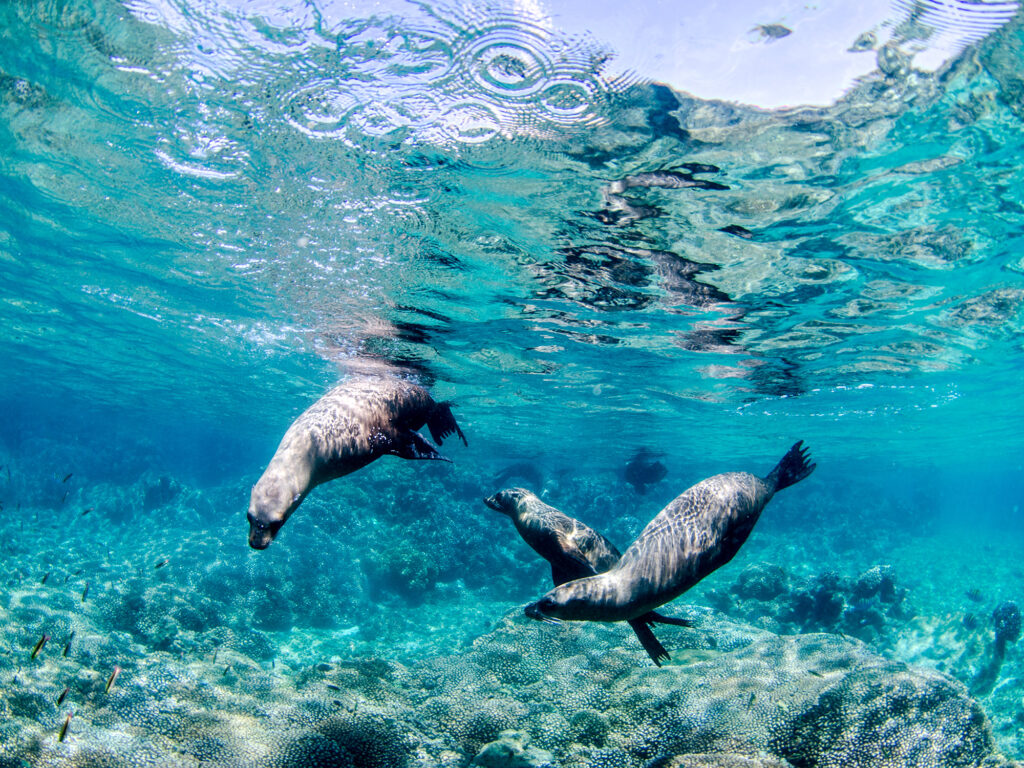 Marine life in La Paz