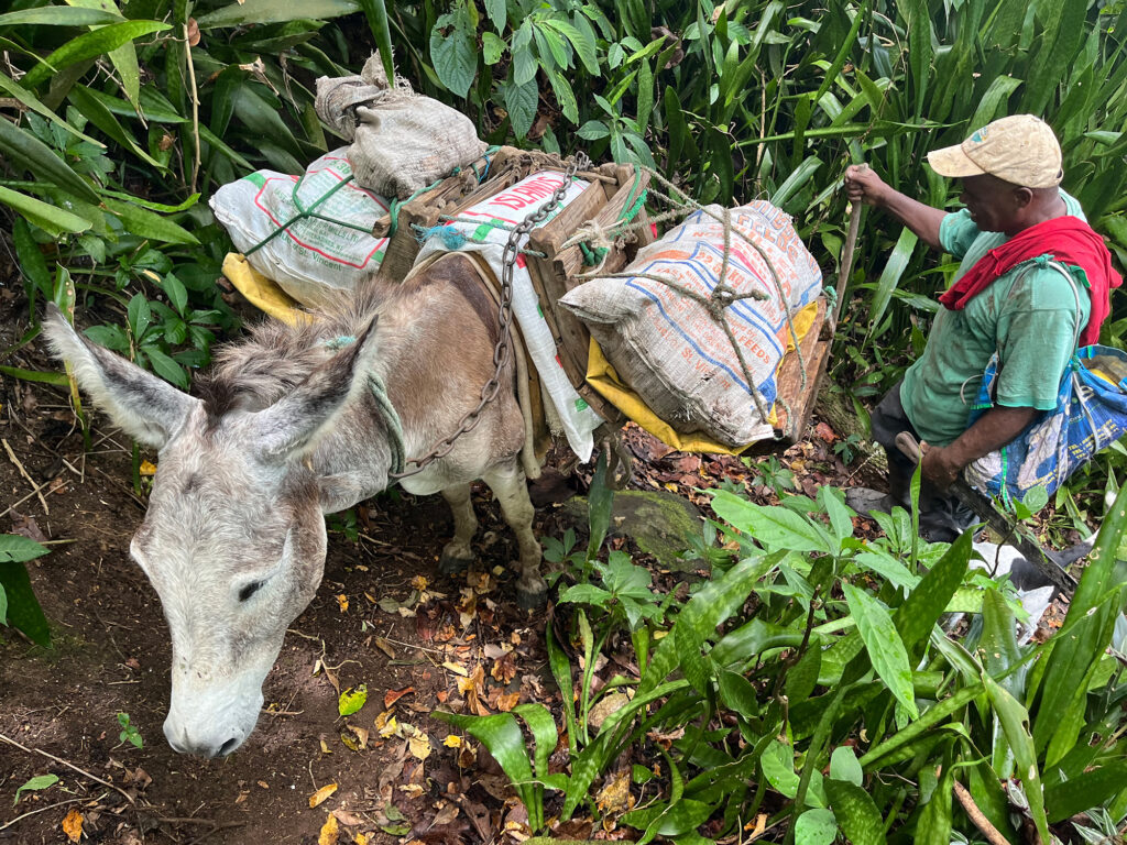 Burro on a hiking trail in Dominica