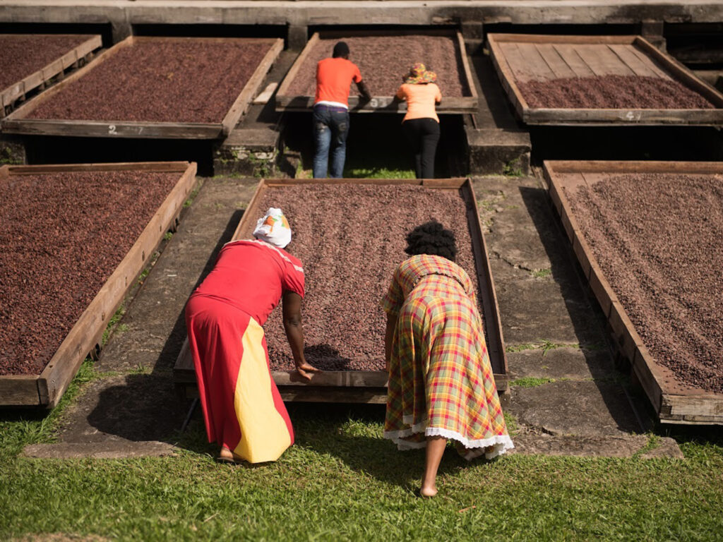 Cocoa drying