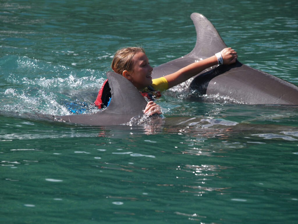 Swimming with dolphins