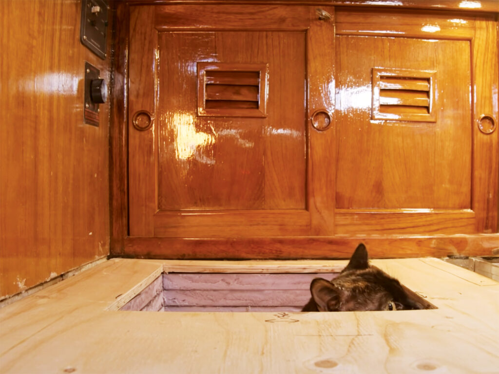 The author's cat inspecting the work