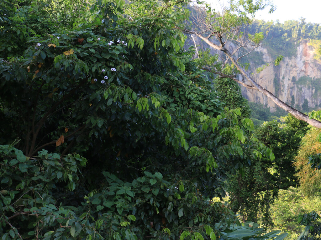 Dominica forest