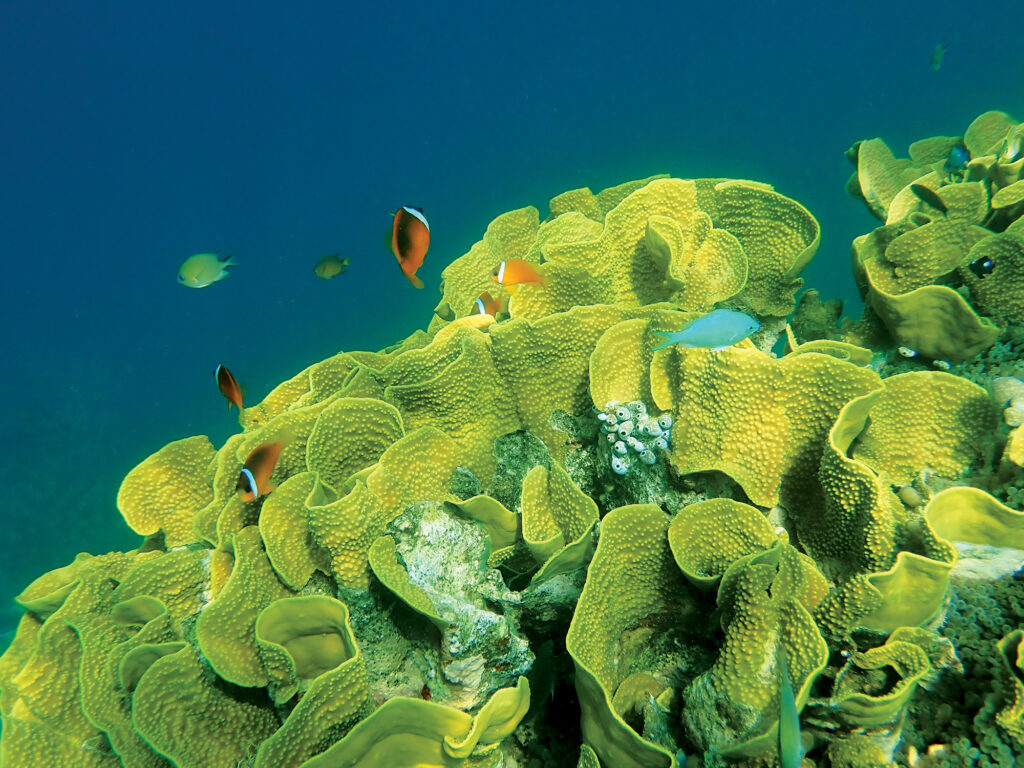 Great Astrolabe Reef in Kadavu, Fiji,