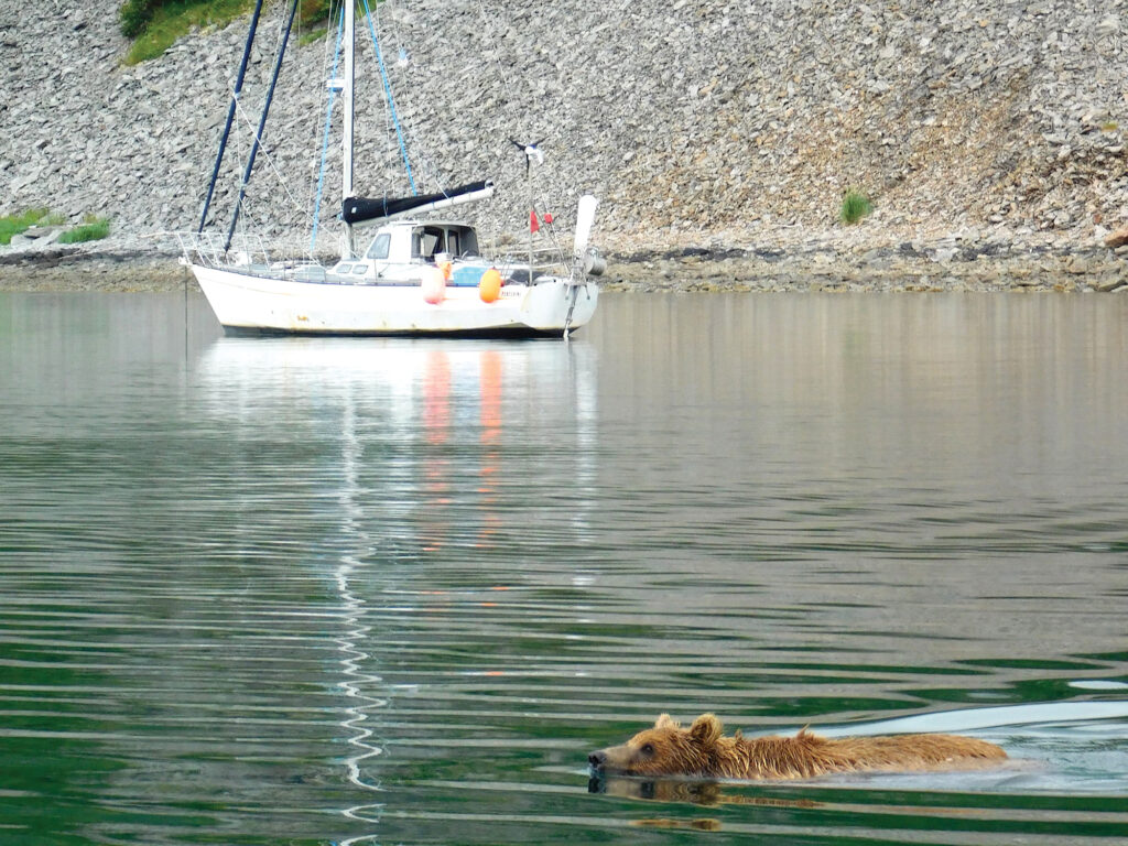 Bear swimming in Alaska