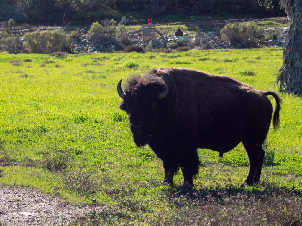 Catalina bison