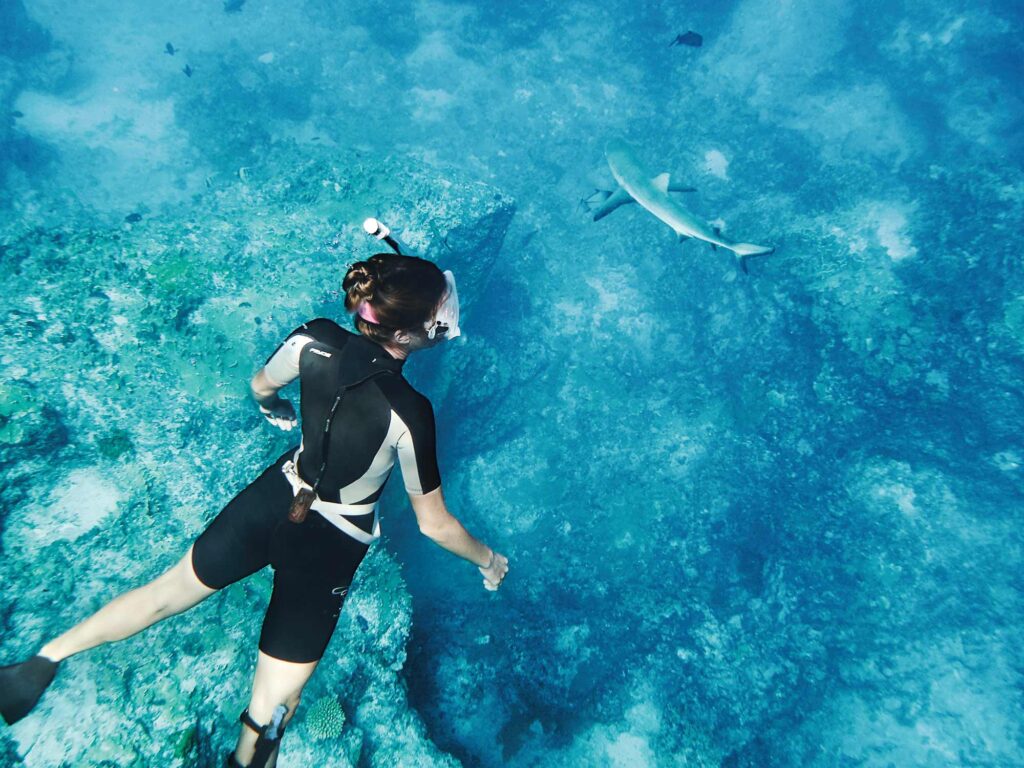 Snorkeling with sharks