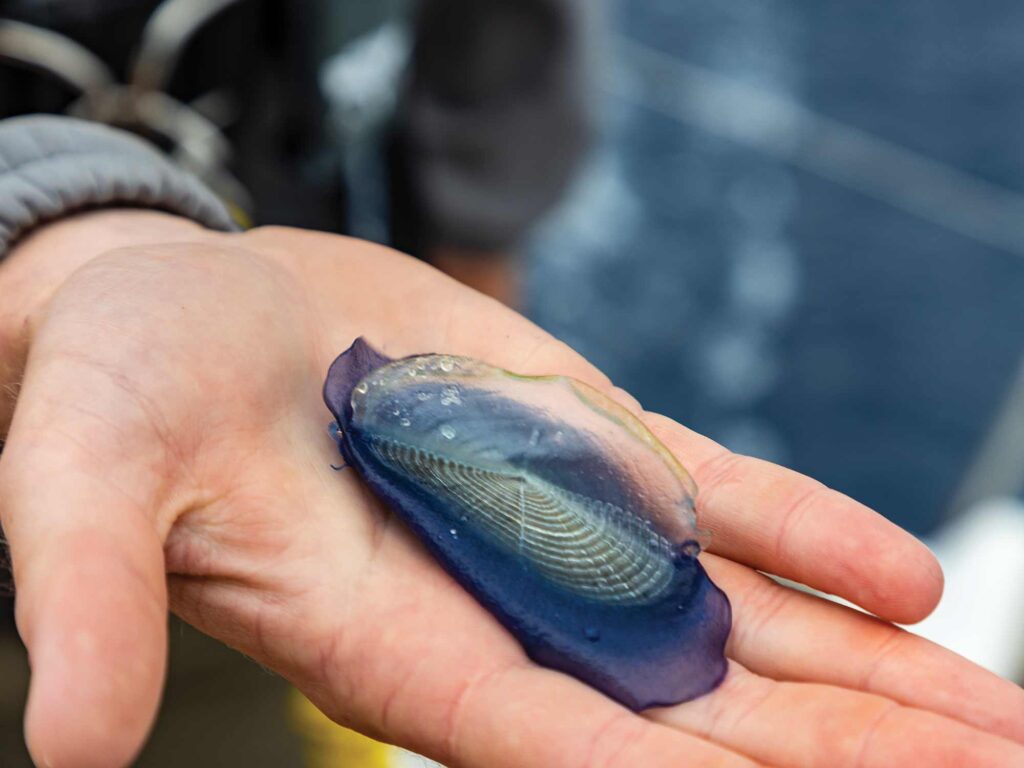 Velella jellyfish