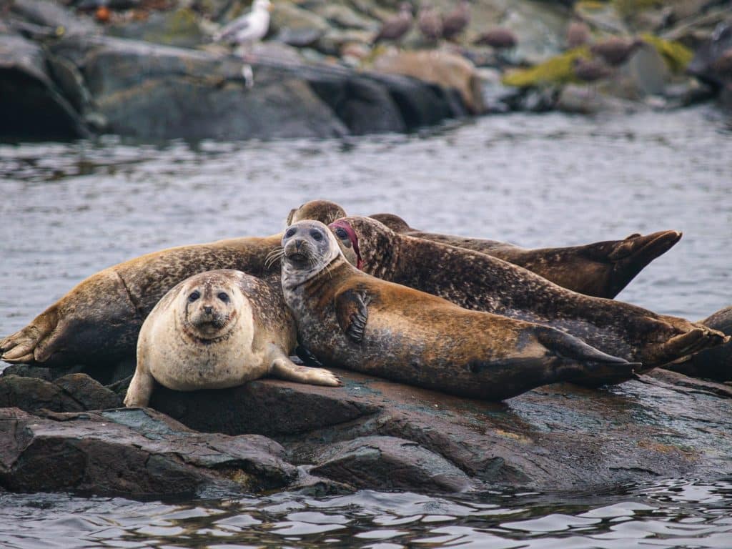 A seal team of ­locals, perched on a ledge, check out a visitor.