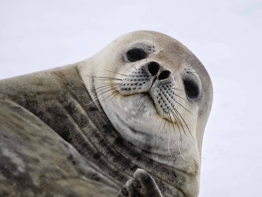 Weddell seal