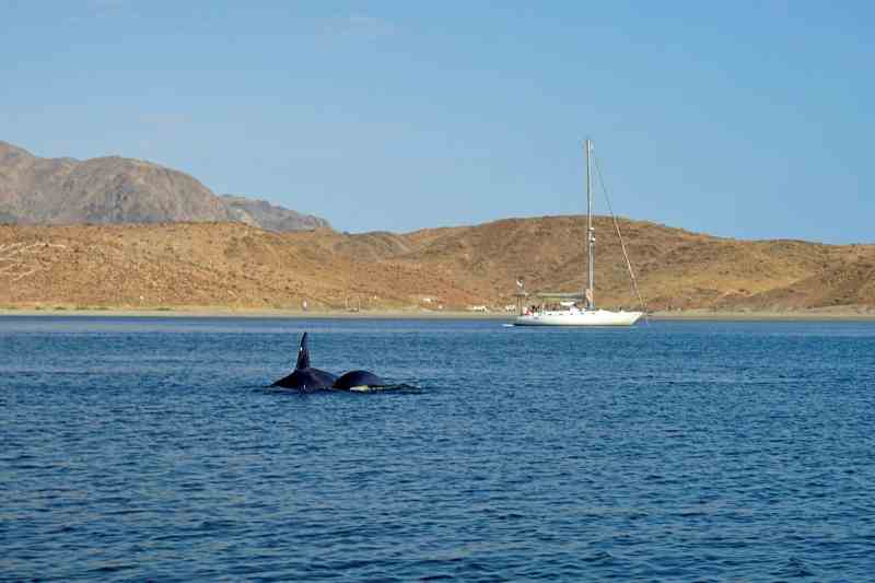 orcas