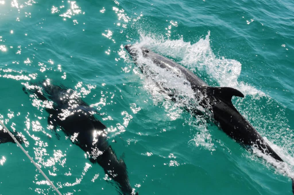 Dolphins off the bow near Loreto