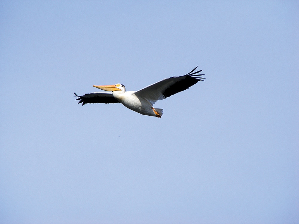 White pelican