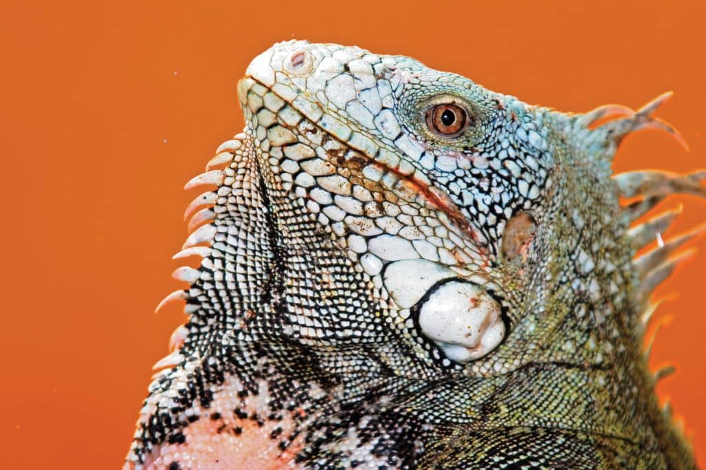 Bonaire Iguana