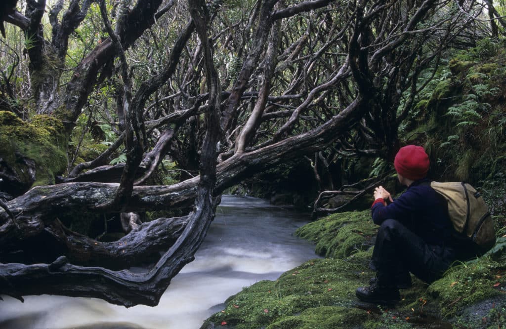 Auckland Islands