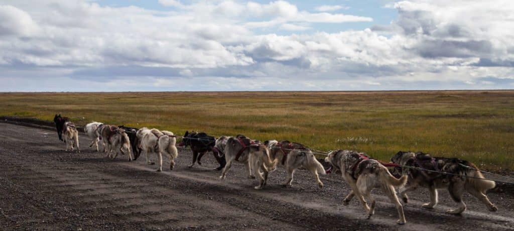 Husky dog team