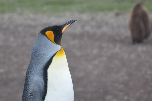 King penguins have this cool life history that results in breeding attempts at different stages in the process being present in the colony at one time.