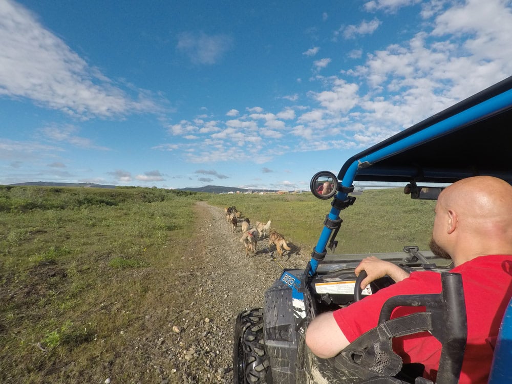 Dog sledding practice