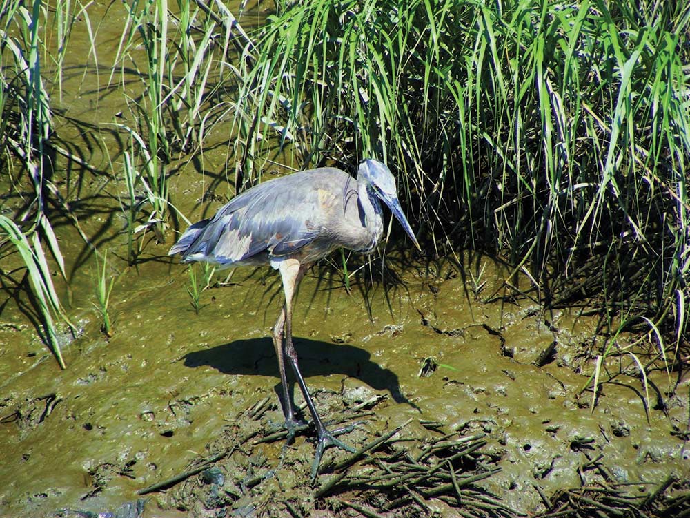 Great Blue Heron