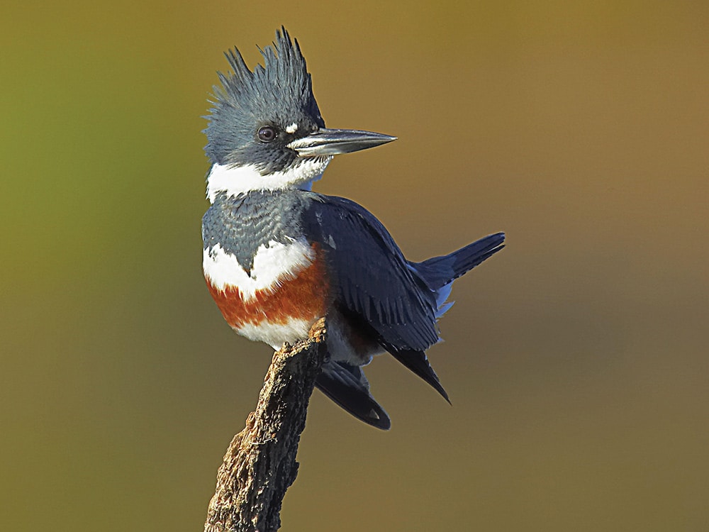 Belted Kingfisher