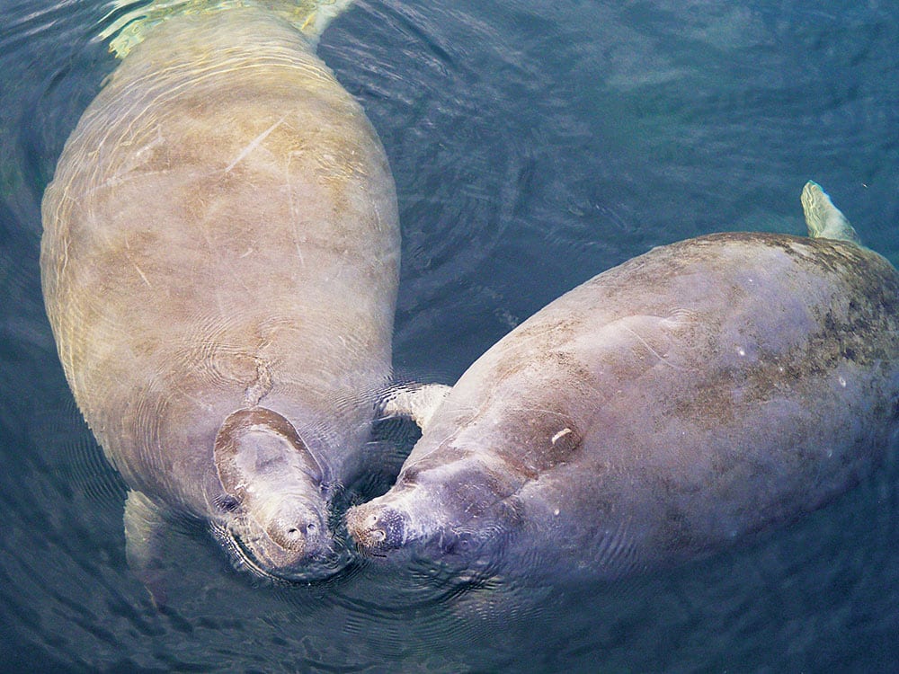 West Indian Manatee