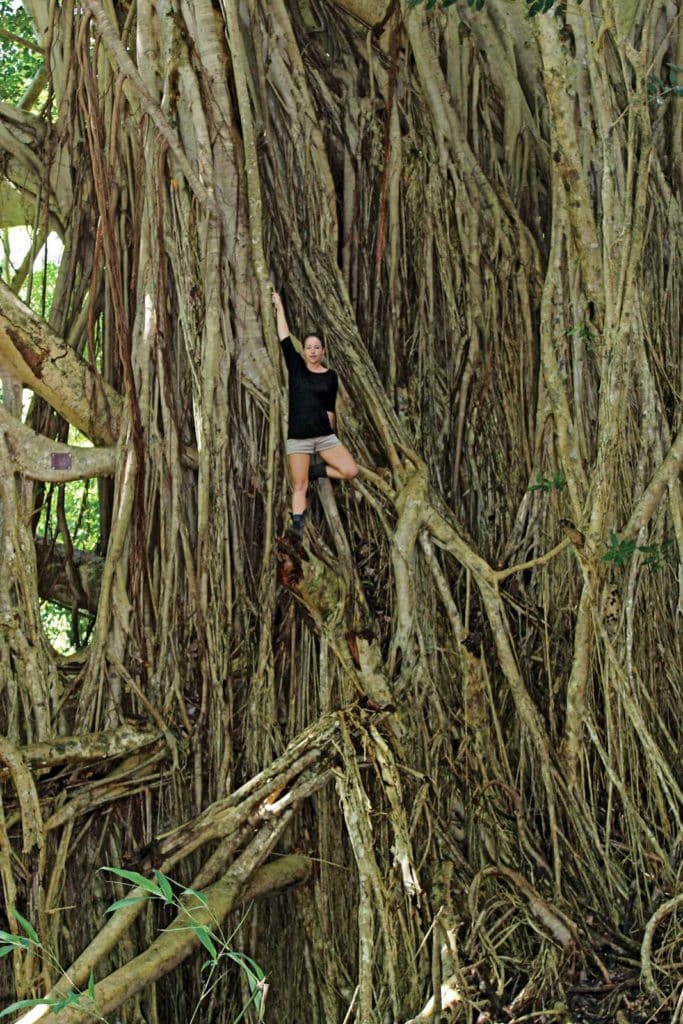 banyan trees