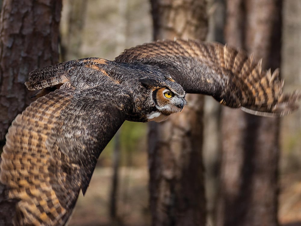 Great Horned Owl