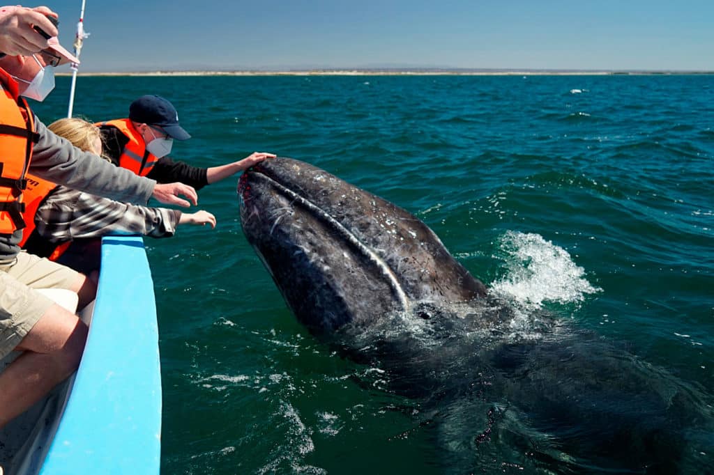 A grey whale calf