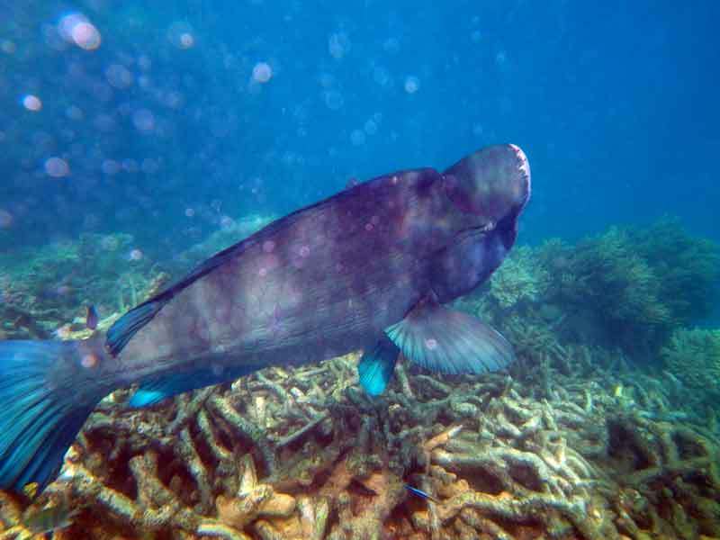 Whitburn Fish Whitsundays Sailing | Cruising World