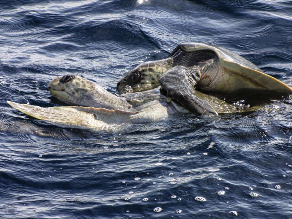 sea turtles