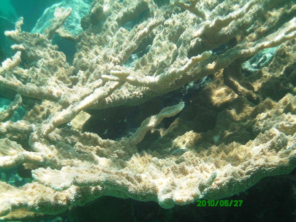 reef on Conception Island