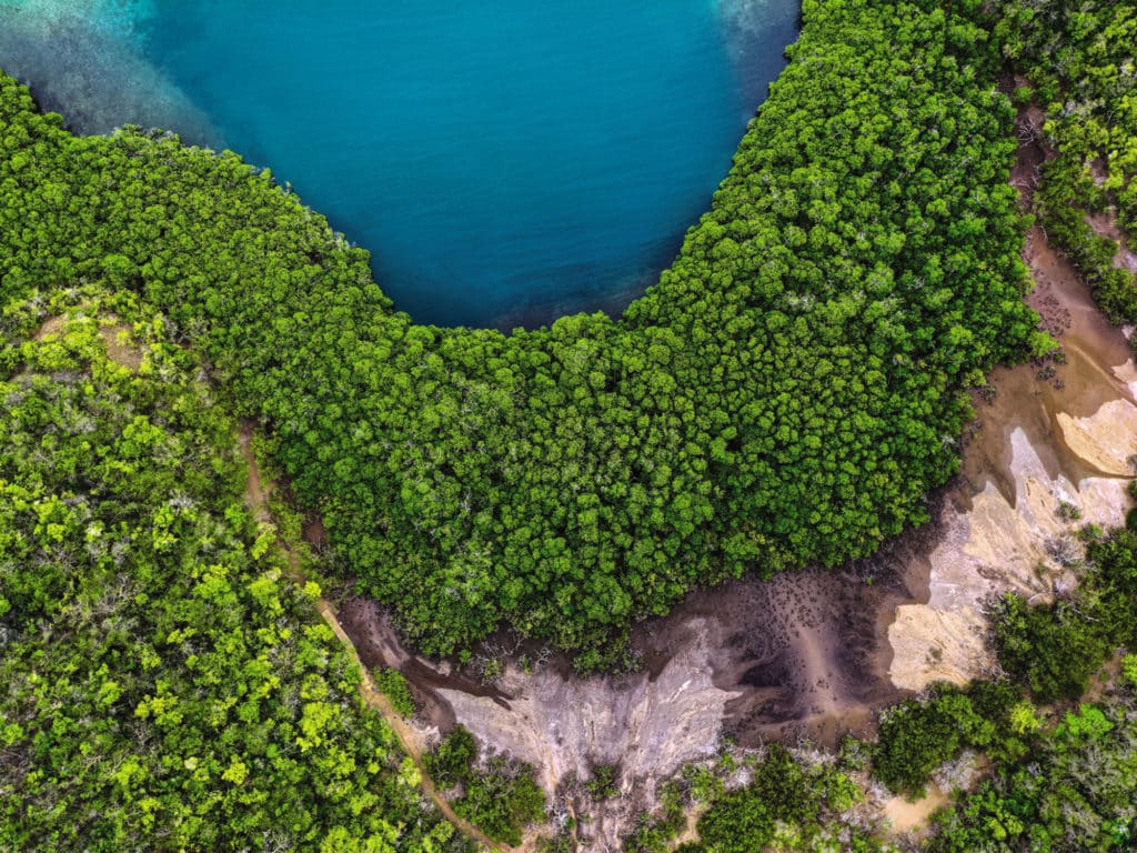 mangroves