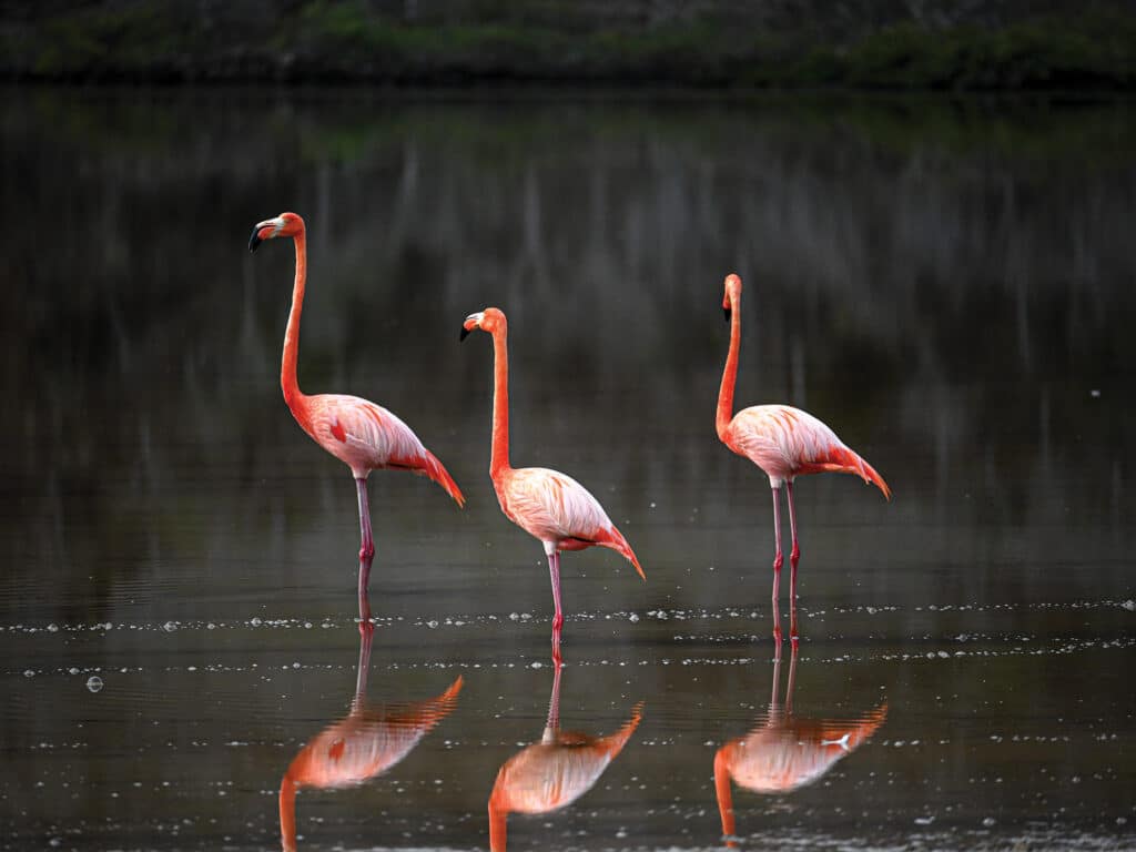 Flamingos