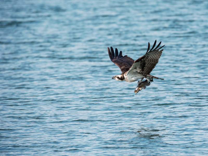 Osprey in Flight with fish at Pitt Meadows BC Canada