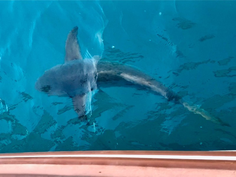 shark in the water