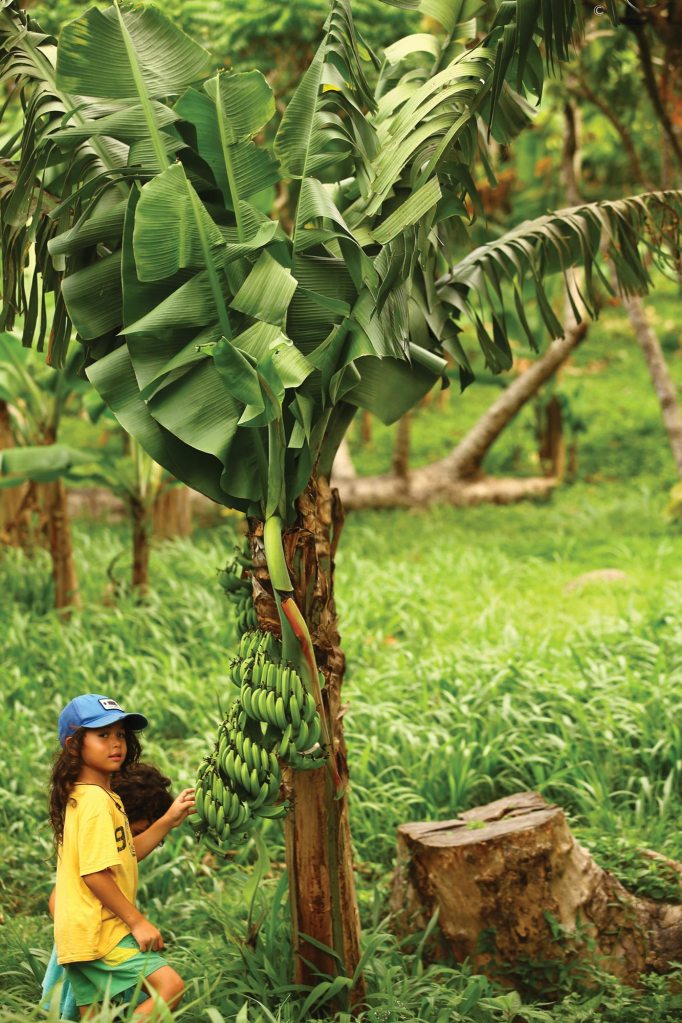 Traditional farming techniques at Belmont Estate