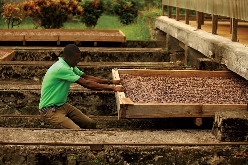 Seeing cacao beans drying through traditional farming